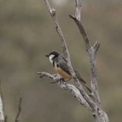 Pachycephala rufiventris at Michelago, NSW - 13 Dec 2019