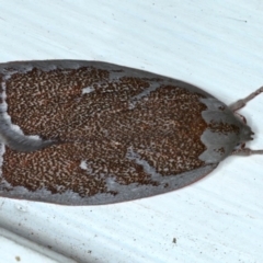 Euchaetis rhizobola (A Concealer moth (Wingia group)) at Ainslie, ACT - 20 Sep 2020 by jb2602
