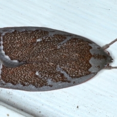 Euchaetis rhizobola (A Concealer moth) at Ainslie, ACT - 20 Sep 2020 by jb2602