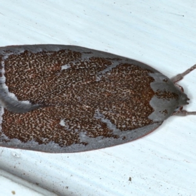 Euchaetis rhizobola (A Concealer moth (Wingia group)) at Ainslie, ACT - 20 Sep 2020 by jb2602