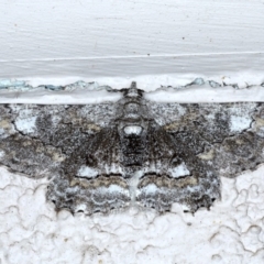 Cleora displicata (A Cleora Bark Moth) at Ainslie, ACT - 20 Sep 2020 by jbromilow50