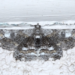 Cleora displicata (A Cleora Bark Moth) at Ainslie, ACT - 20 Sep 2020 by jb2602