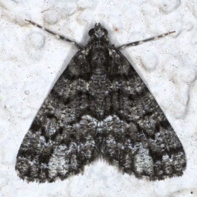 Lipogya exprimataria (Jagged Bark Moth) at Ainslie, ACT - 20 Sep 2020 by jbromilow50