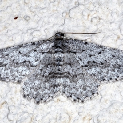 Psilosticha absorpta (Fine-waved Bark Moth) at Ainslie, ACT - 20 Sep 2020 by jb2602