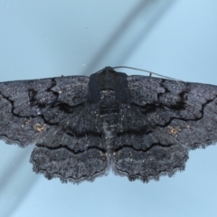 Melanodes anthracitaria (Black Geometrid) at Ainslie, ACT - 20 Sep 2020 by jb2602