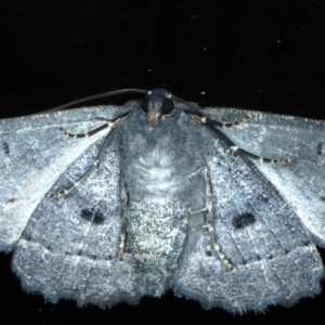 Melanodes anthracitaria at Ainslie, ACT - 20 Sep 2020