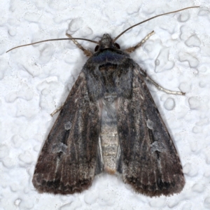 Agrotis infusa at Ainslie, ACT - 20 Sep 2020