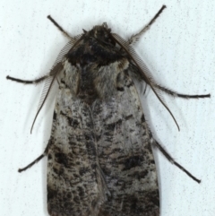 Agrotis porphyricollis (Variable Cutworm) at Ainslie, ACT - 20 Sep 2020 by jbromilow50