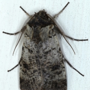 Agrotis porphyricollis at Ainslie, ACT - 20 Sep 2020