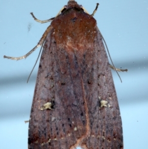 Diarsia intermixta at Ainslie, ACT - 20 Sep 2020