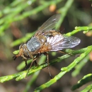 Chaetophthalmus sp. (genus) at Conder, ACT - 19 Apr 2020