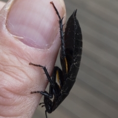 Platyzosteria similis at Michelago, NSW - 13 Jun 2020