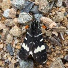 Phalaenoides glycinae (Grapevine Moth) at Theodore, ACT - 21 Sep 2020 by Owen