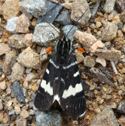 Phalaenoides glycinae (Grapevine Moth) at Theodore, ACT - 21 Sep 2020 by owenh