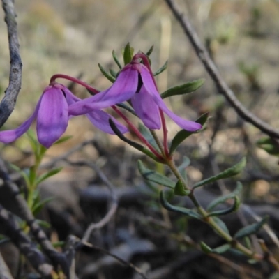 Tetratheca bauerifolia (Heath Pink-bells) at Yass River, NSW - 21 Sep 2020 by SenexRugosus