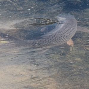 Cyprinus carpio at Throsby, ACT - 21 Sep 2020 10:18 AM