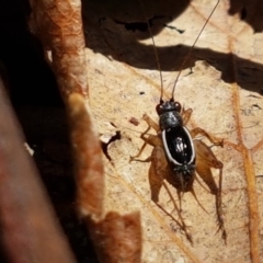 Trigonidium (Balamara) albovittatum (Handsome trig) at Lyneham, ACT - 21 Sep 2020 by tpreston