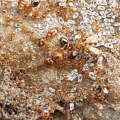 Pheidole sp. (genus) at Lyneham, ACT - 21 Sep 2020 12:39 PM