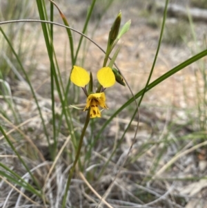 Diuris nigromontana at Downer, ACT - 19 Sep 2020