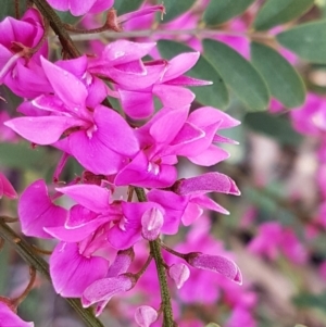 Indigofera australis subsp. australis at Lyneham, ACT - 21 Sep 2020 12:43 PM