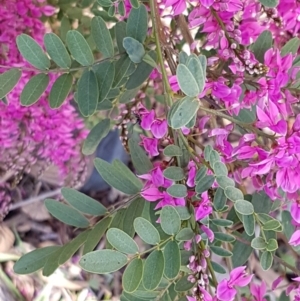 Indigofera australis subsp. australis at Lyneham, ACT - 21 Sep 2020 12:43 PM