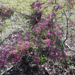 Indigofera australis subsp. australis at Lyneham, ACT - 21 Sep 2020 12:43 PM