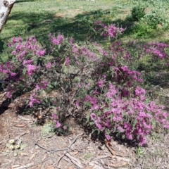 Indigofera australis subsp. australis at Lyneham, ACT - 21 Sep 2020 12:43 PM