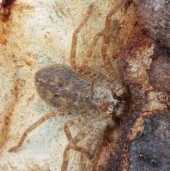 Isopedella sp. (genus) (Isopedella huntsman) at O'Connor, ACT - 21 Sep 2020 by tpreston
