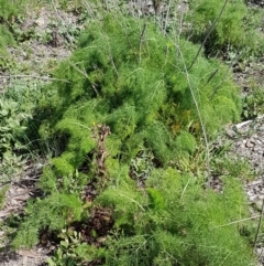 Foeniculum vulgare at O'Connor, ACT - 21 Sep 2020 12:48 PM