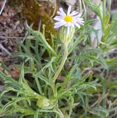 Vittadinia muelleri (Narrow-leafed New Holland Daisy) at O'Connor, ACT - 21 Sep 2020 by tpreston