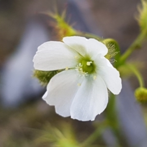 Drosera gunniana at O'Connor, ACT - 21 Sep 2020