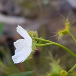 Drosera gunniana at O'Connor, ACT - 21 Sep 2020