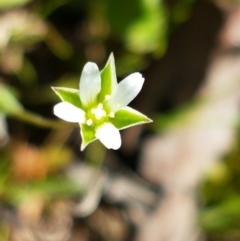 Moenchia erecta (Erect Chickweed) at O'Connor, ACT - 21 Sep 2020 by tpreston