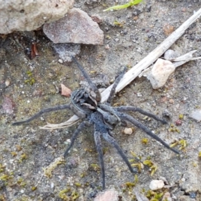 Tasmanicosa sp. (genus) (Tasmanicosa wolf spider) at O'Connor, ACT - 21 Sep 2020 by trevorpreston