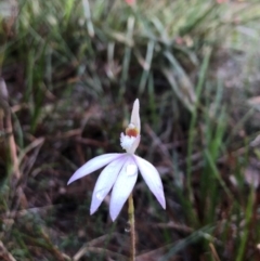 Caladenia catenata (White Fingers) at Pambula, NSW - 6 Sep 2020 by DeanAnsell