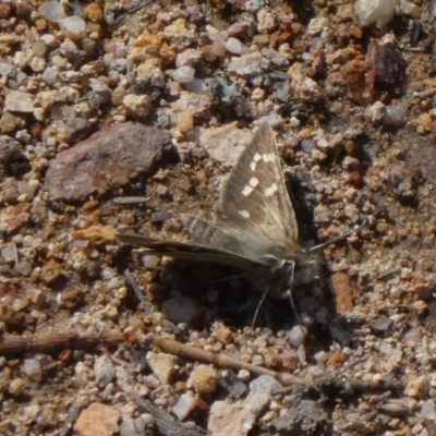 Herimosa albovenata (White-veined Sand-skipper) at Theodore, ACT - 21 Sep 2020 by Owen