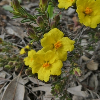 Hibbertia calycina (Lesser Guinea-flower) at Tuggeranong Hill - 21 Sep 2020 by Owen