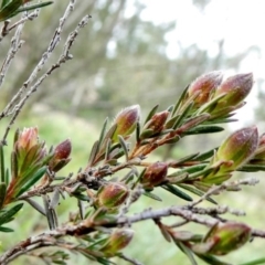 Hibbertia calycina at Theodore, ACT - 21 Sep 2020