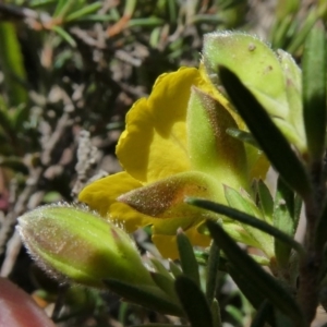 Hibbertia calycina at Theodore, ACT - 21 Sep 2020