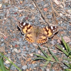 Vanessa kershawi (Australian Painted Lady) at Throsby, ACT - 21 Sep 2020 by davobj