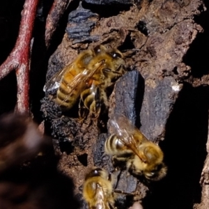 Apis mellifera at Denman Prospect, ACT - 21 Sep 2020 11:35 AM