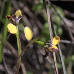 Diuris pardina (Leopard Doubletail) at Wee Jasper Nature Reserve - 21 Sep 2020 by JudithRoach