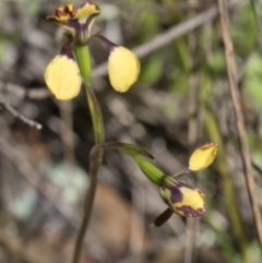 Diuris pardina at Wee Jasper, NSW - 21 Sep 2020