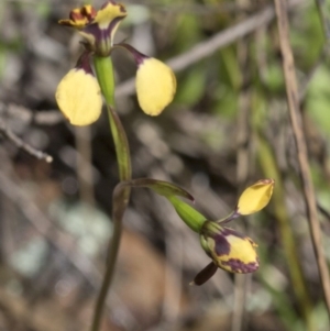 Diuris pardina at Wee Jasper, NSW - 21 Sep 2020