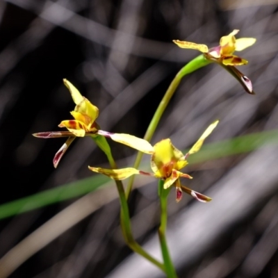 Diuris sp. (A Donkey Orchid) at Denman Prospect, ACT - 21 Sep 2020 by Kurt