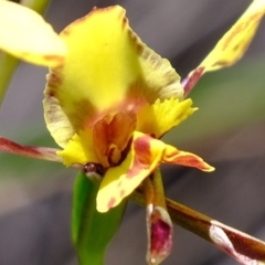 Diuris sp. at Denman Prospect, ACT - suppressed