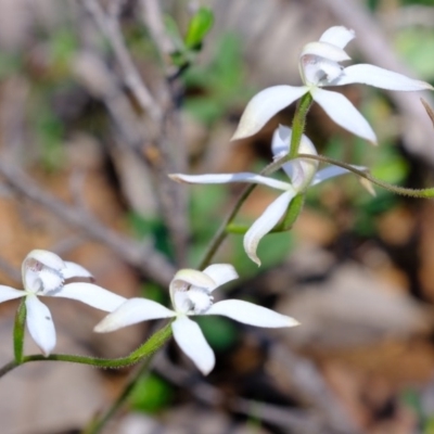 Caladenia ustulata (Brown Caps) at Denman Prospect, ACT - 21 Sep 2020 by Kurt