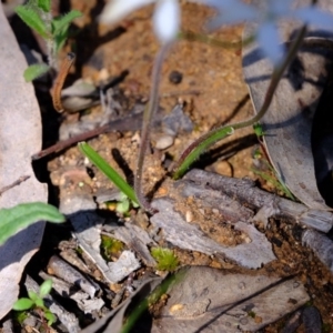 Caladenia ustulata at Denman Prospect, ACT - suppressed