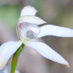 Caladenia ustulata at Denman Prospect, ACT - suppressed