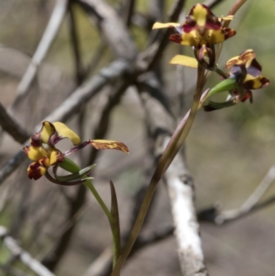 Diuris pardina (Leopard Doubletail) at Wee Jasper, NSW - 21 Sep 2020 by JudithRoach